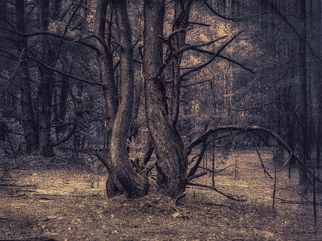 Сосни древлянського лісу