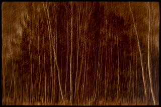 Чорнобильскі ліси