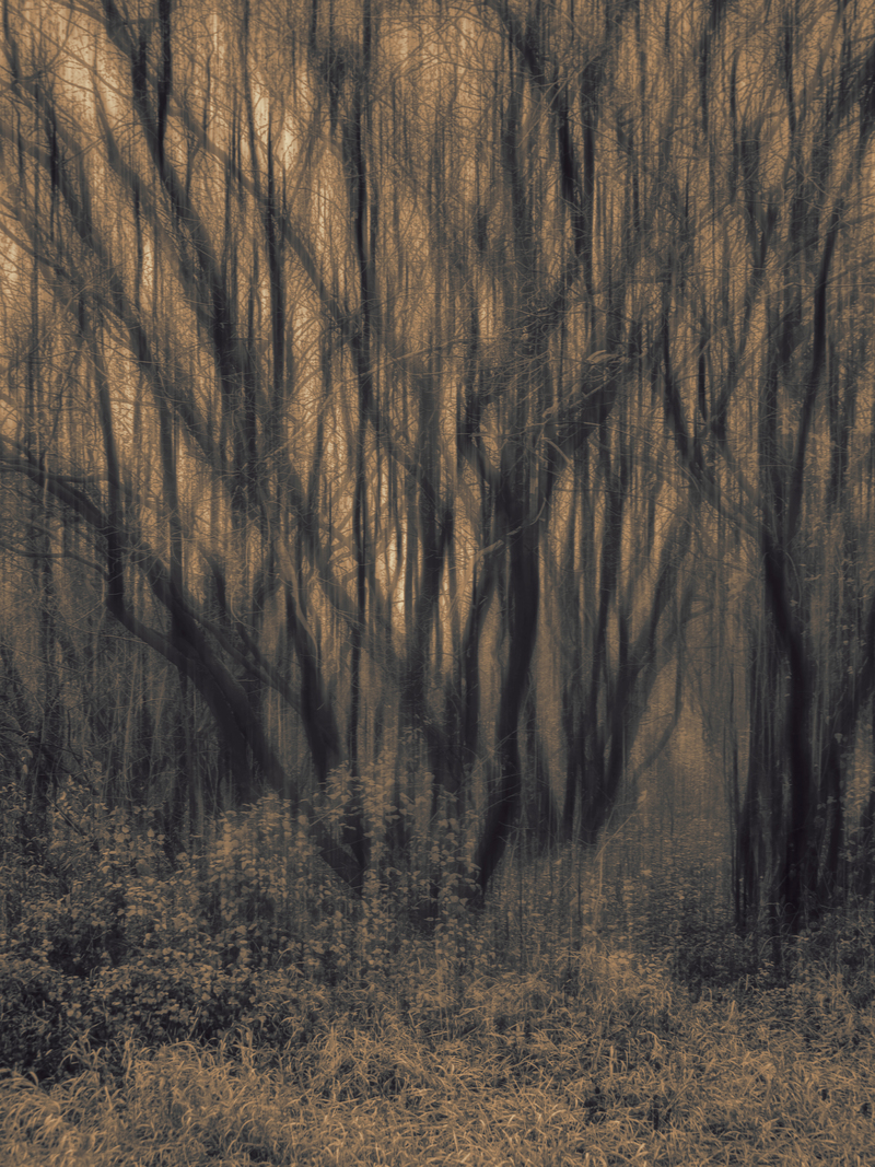 Мереживо лісу