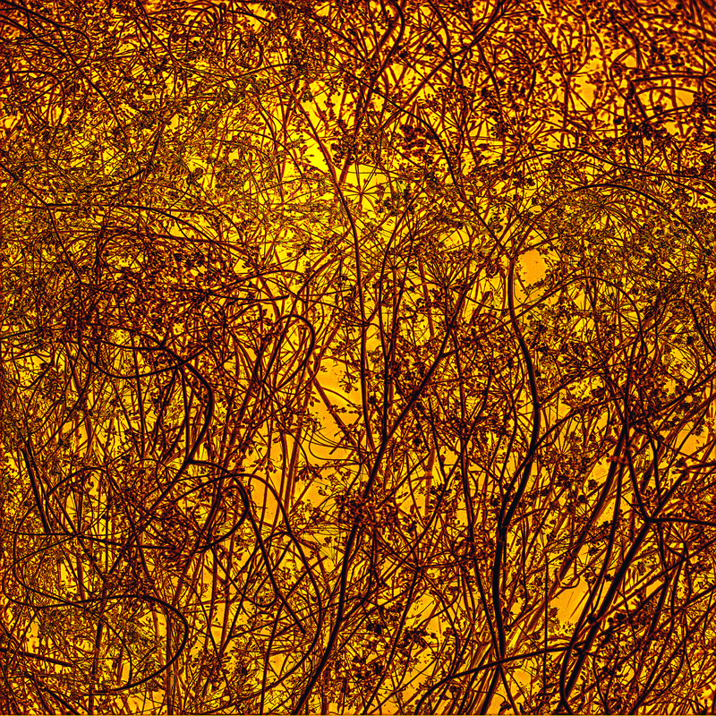 Сонет життю та світу