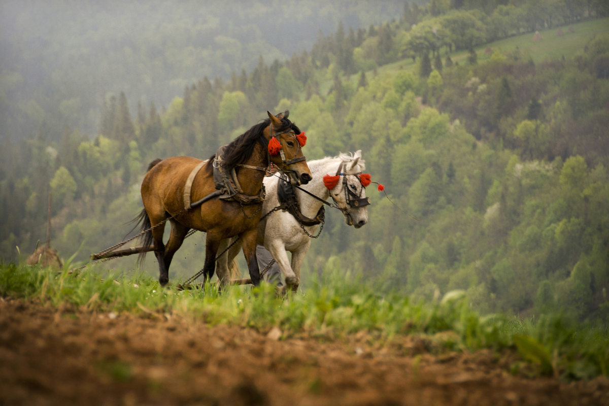 Карпацькі трудяги ...