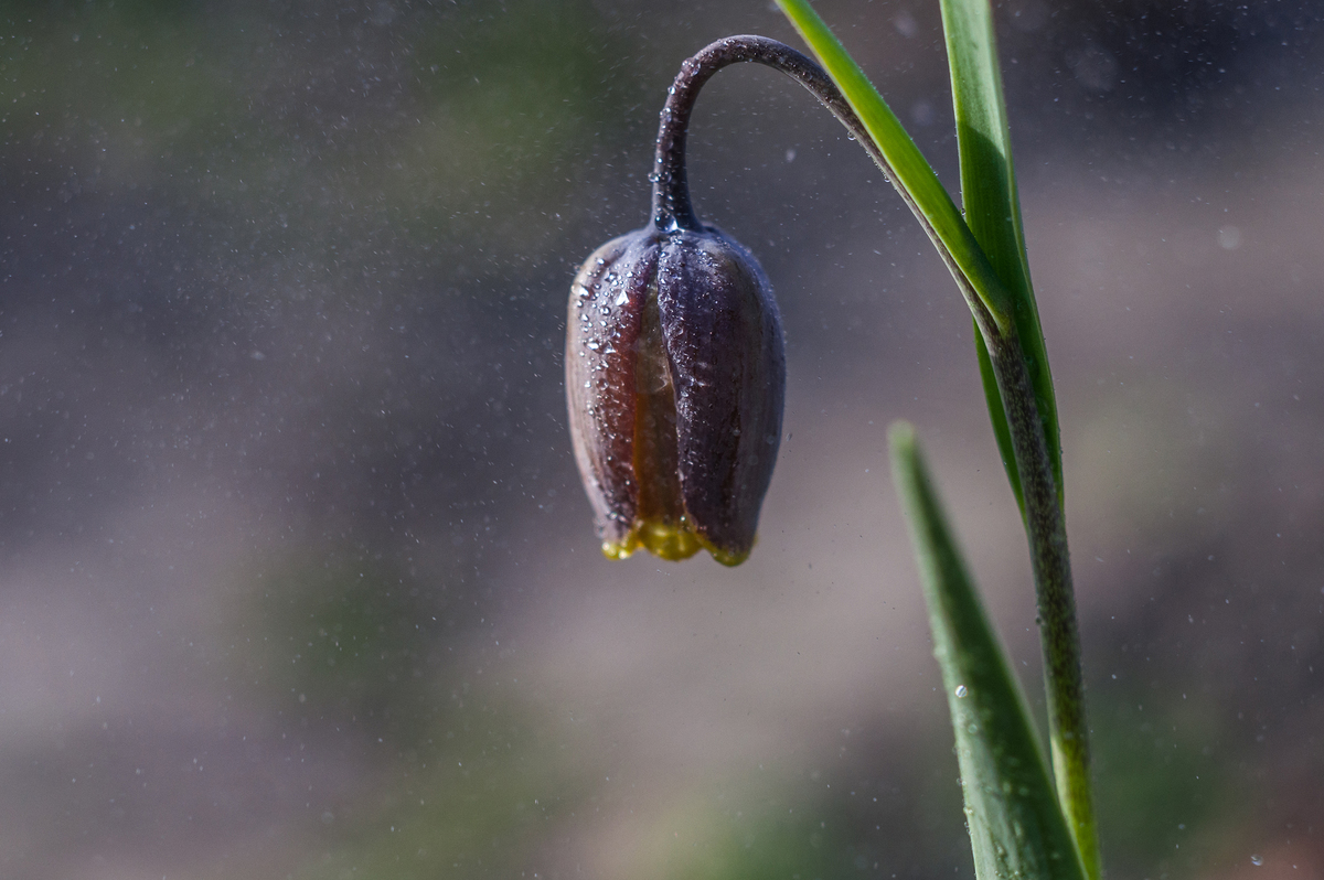 Фрітілярія