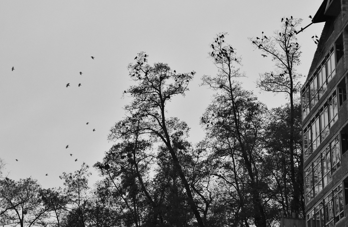 Пташиний бум