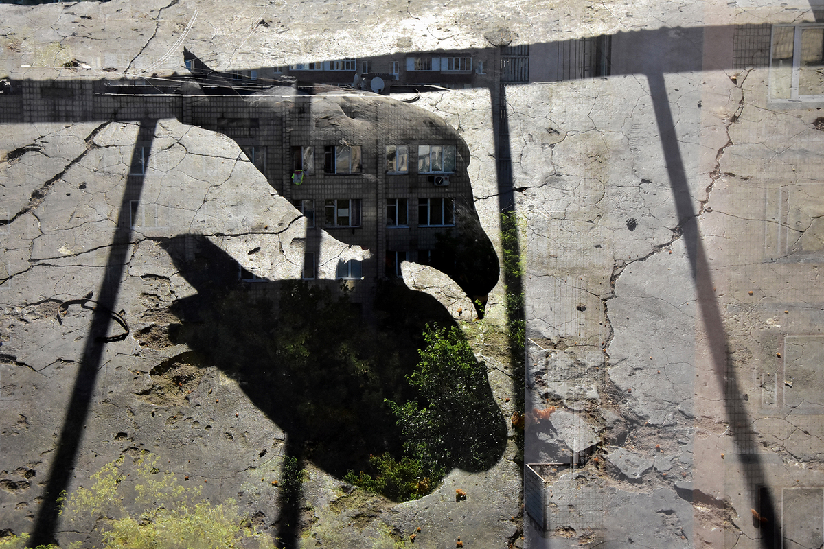 Міський  голуб з лісовою тінню