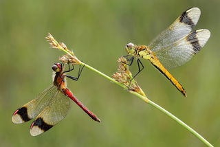Gebandeerde Libellen