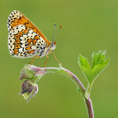 Glanville fritillary