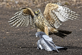 Hawk with prey