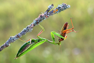 Mantis religiosa