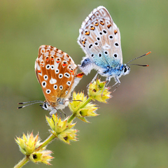 Papilio corydon mating