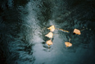 Осіннє листя (Ломо, плівка)