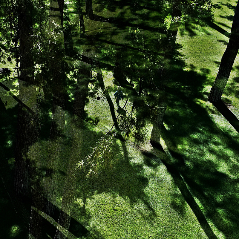 Зеленый сон