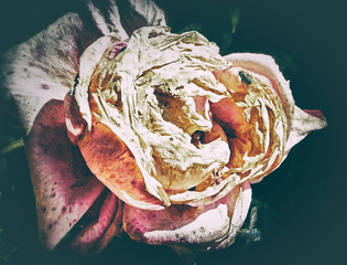 Увядающая красота