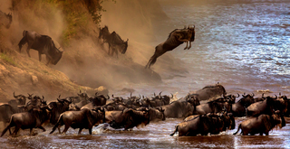 A Large Migration of Wildebeest 2