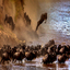 A Large Migration of Wildebeest 2