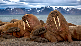 In the vastness of Arctic