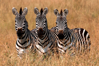 Plains zebras