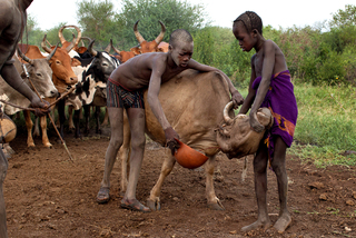 Ritual of taking blood 2