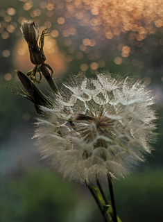 Вечірня кульбабка