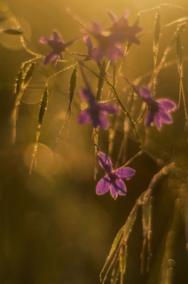 Сокирки після дощу