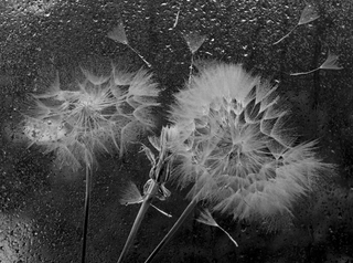 Дощ і вітер