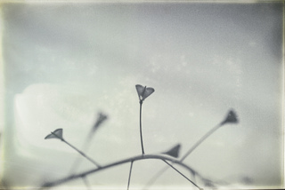 треугольники природы