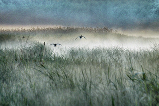 In the for with ducks 3