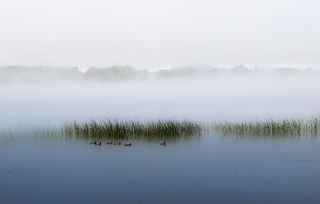 Morning with ducks 1