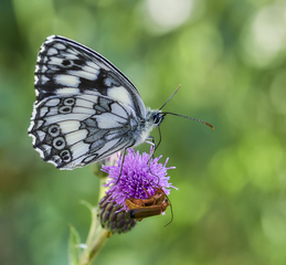 Нектарный вкус