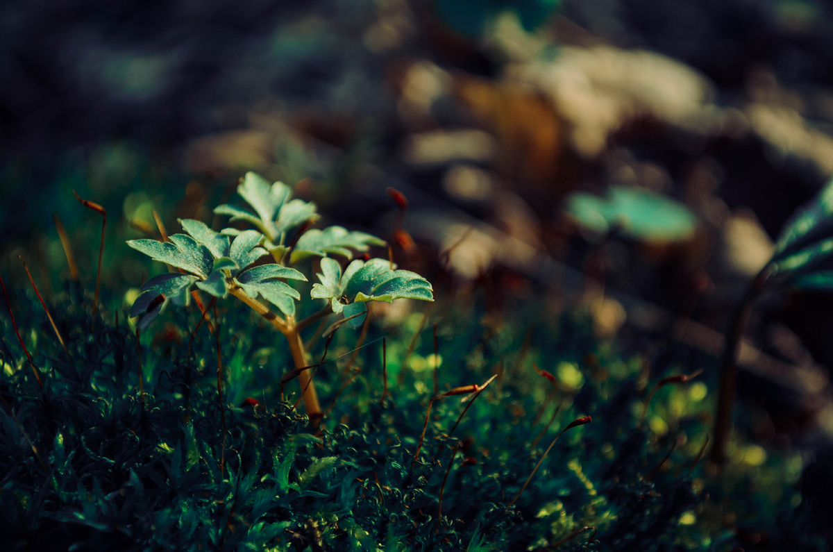 Я пробиваюсь до світла