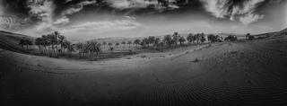 Oasis Palm BW