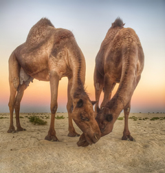 Camels love