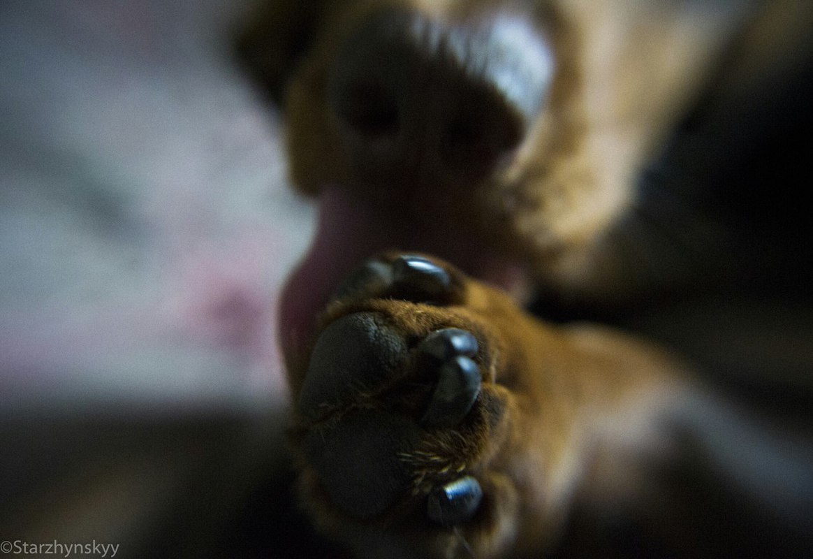 Смачна лапа