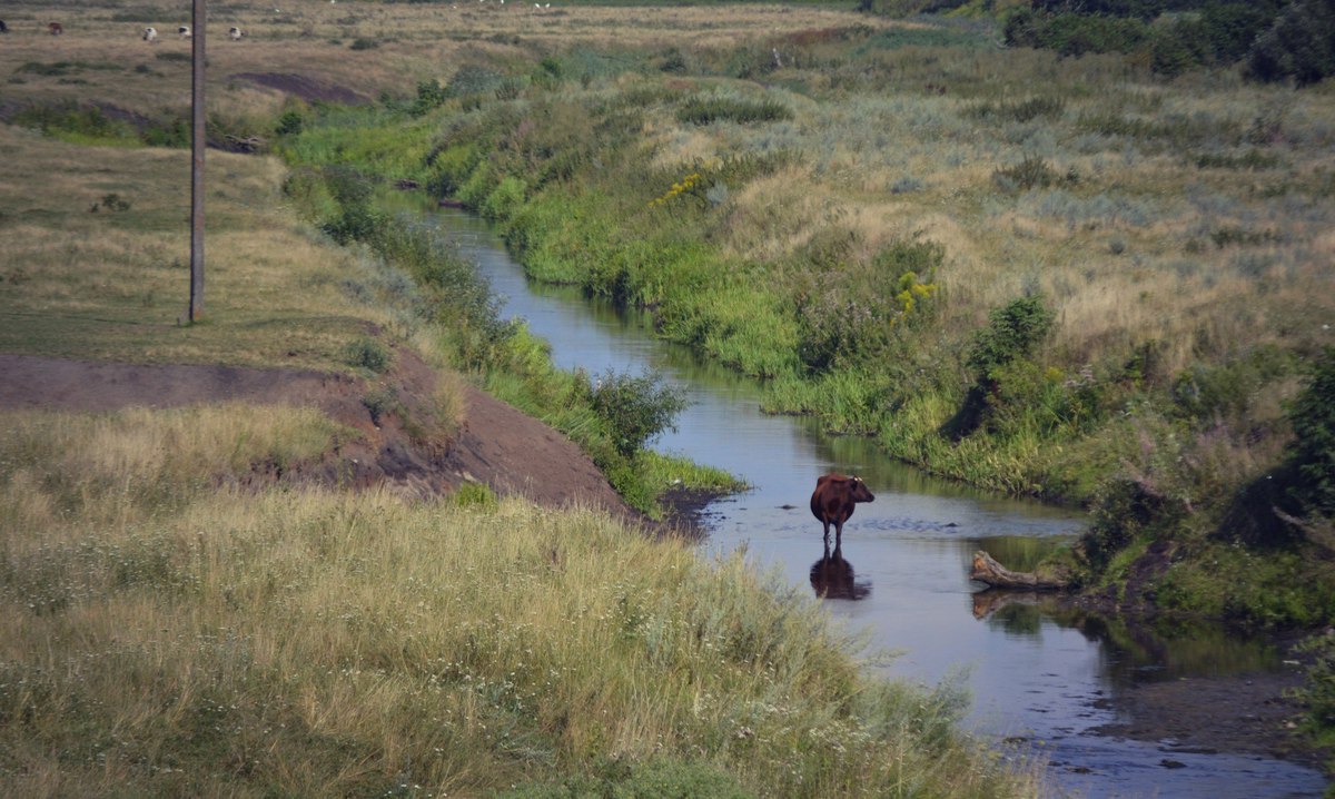 Українська саванна