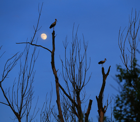 Посварилися...