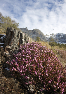 Весна у горах
