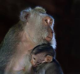 Материнство