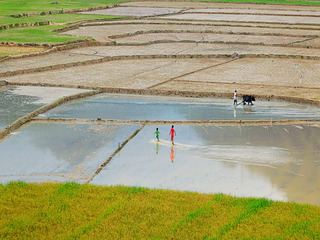 Childhood on the field