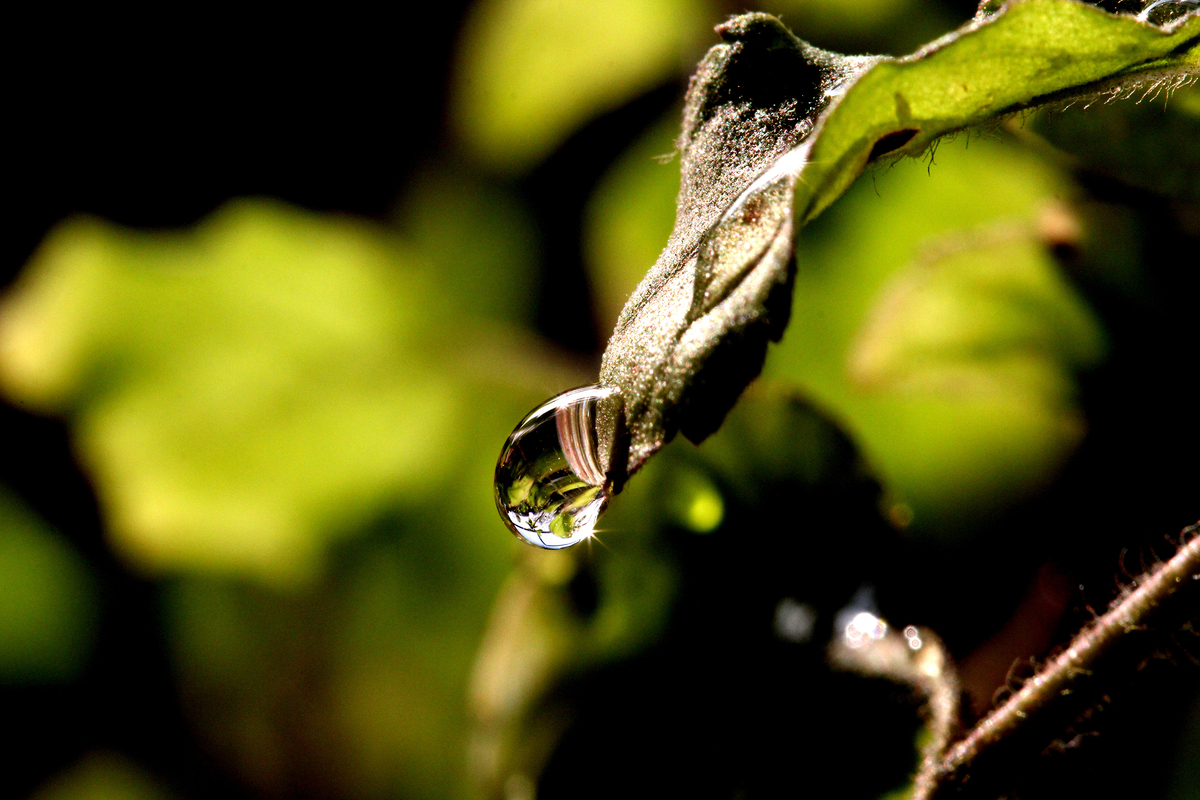 Droplet from Basil leaf.