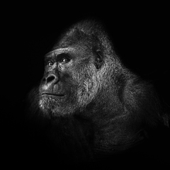 Седобородый