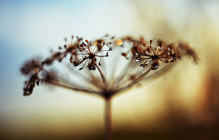 заблудилось солнышко