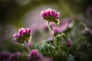 провожая день