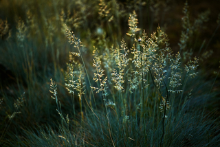 трава луговая