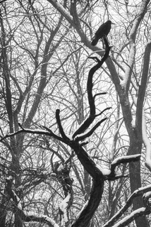 Графика зимы