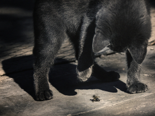 Давай играть