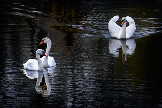 Младшая сестра