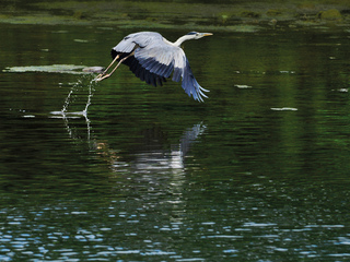 Зелена гавань