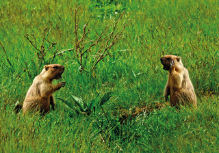 Не чую! Повтори!