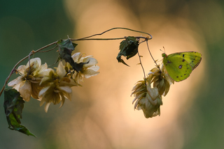 Вересневий вечір