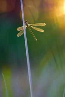 Вечірні кольори