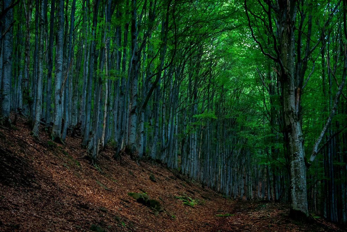 Карпатський ліс